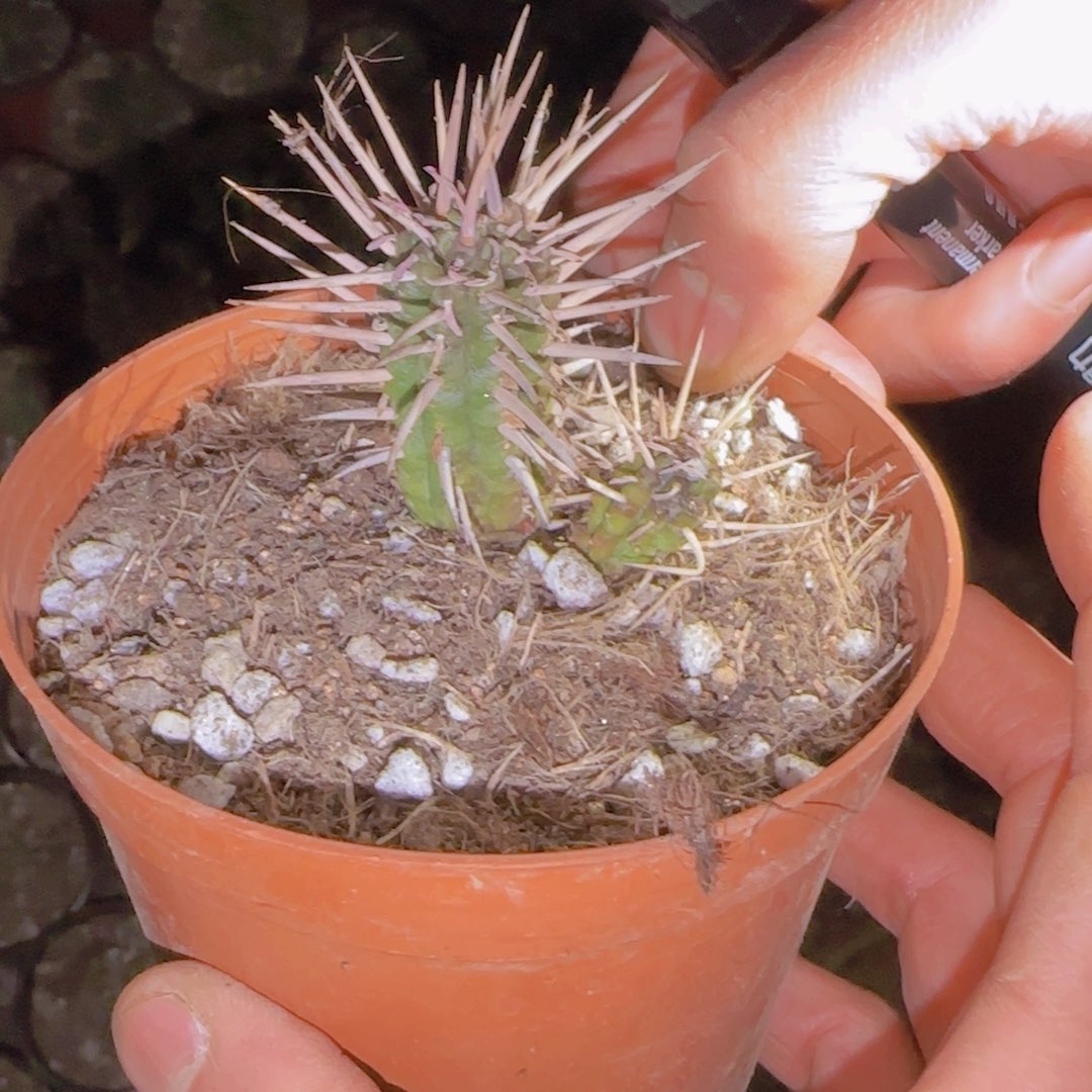 浅***山块根植物块根植物