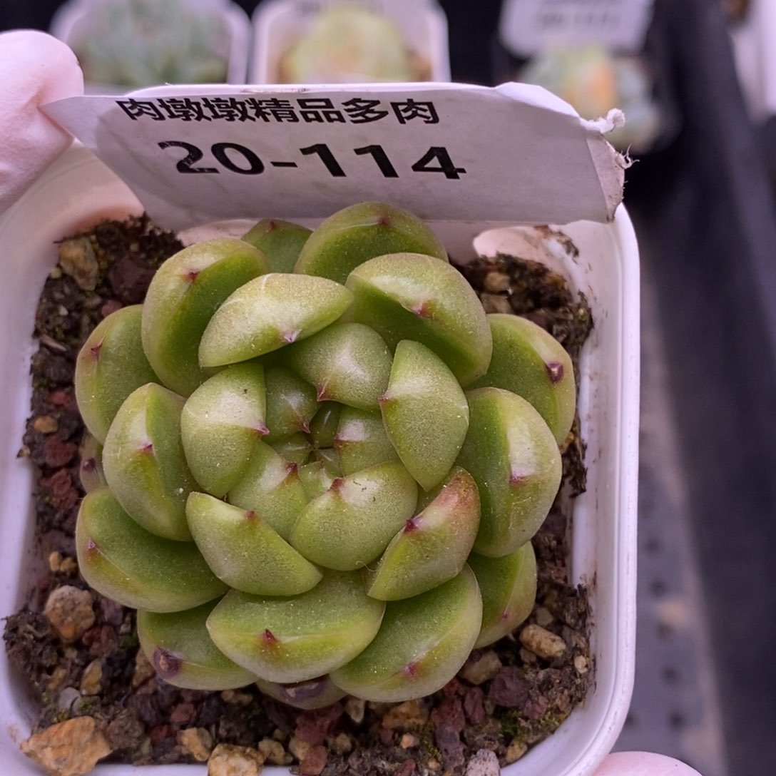 【闪购商品】20-114莱拉