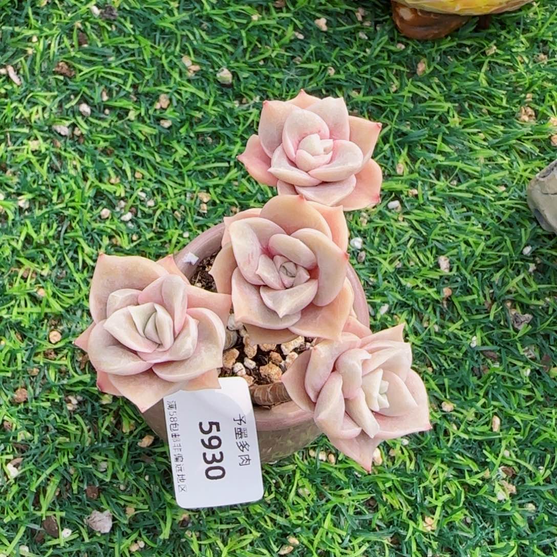 可爱玫瑰无砍，5930多肉