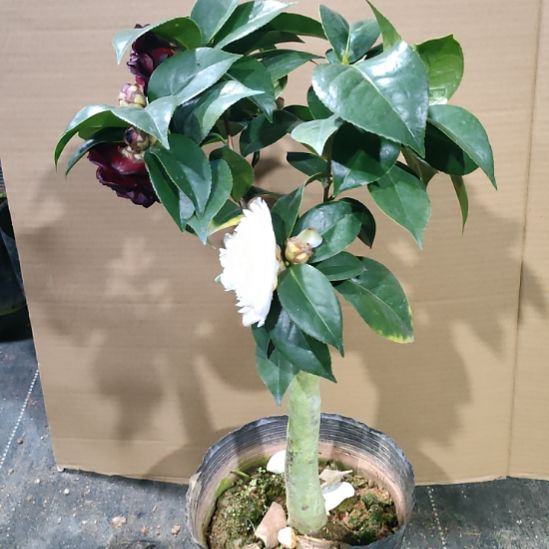 924白虎，墨川，原盆原土发货