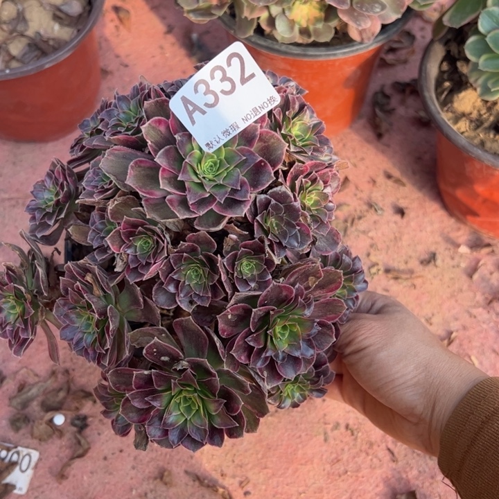 安娜多肉植物332.