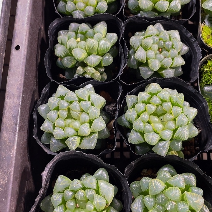 姬玉露带盆土发货