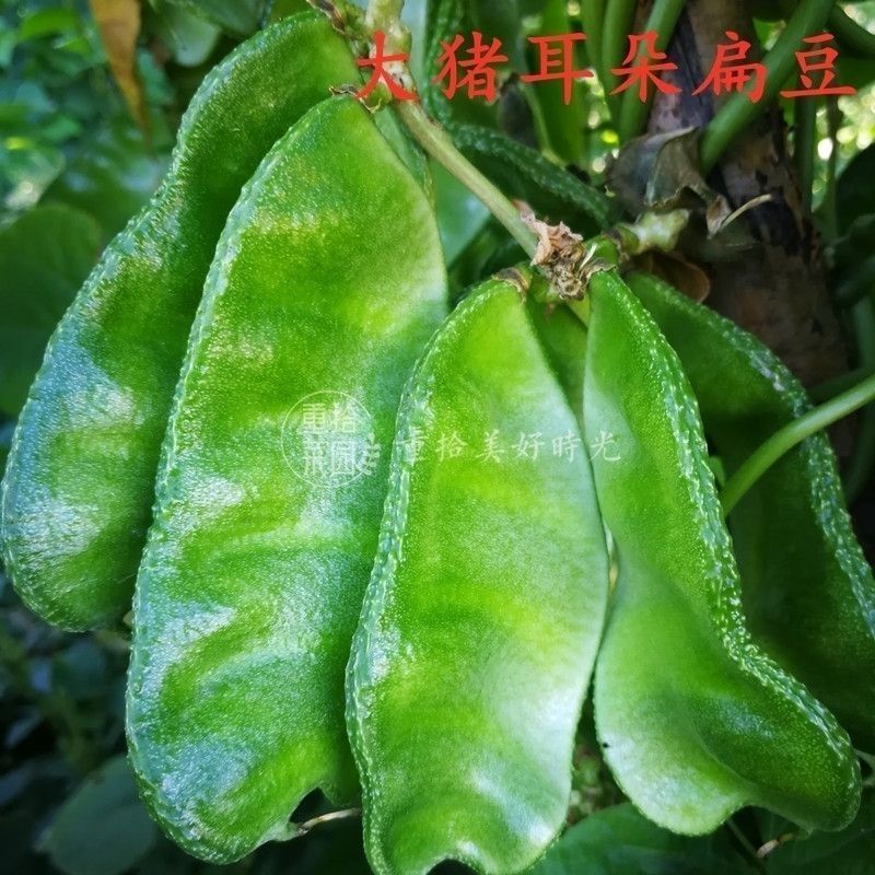 大肉绿眉豆猪耳朵扁豆种子种籽南方四季豆角梅豆角梅豆孑四季种子