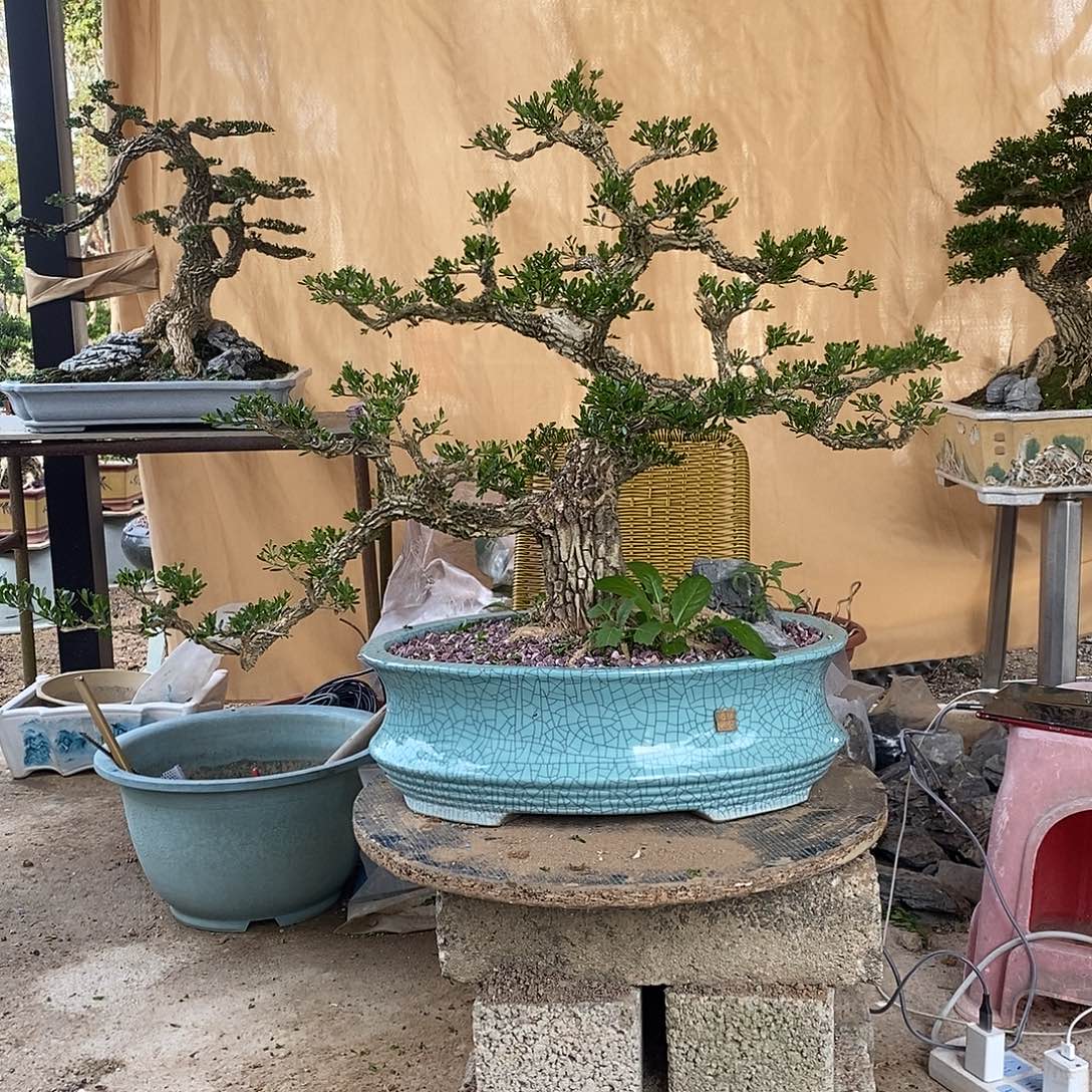 当前无花朵，栽培后可花朵