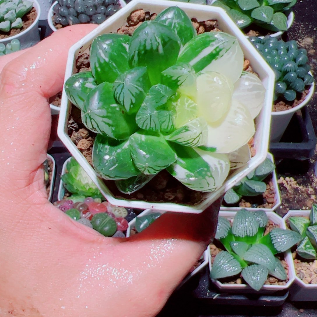 苏州玉露锦多肉植物