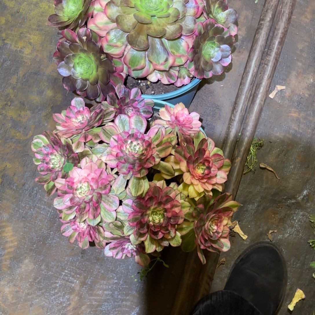 云南多肉植物组拍不售后