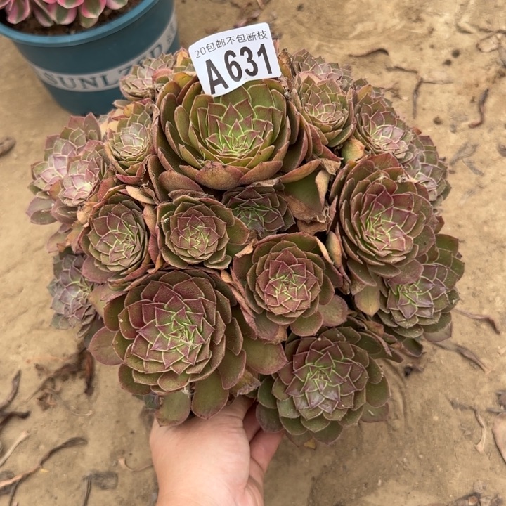 红魔……多肉植物……