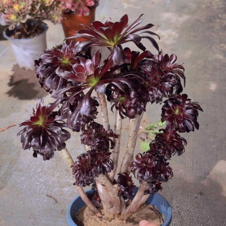 一物一拍墨缀992法师多肉