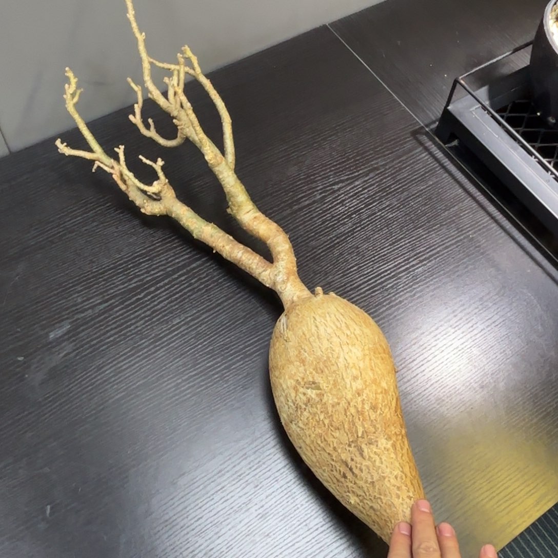 熟装索马里块根植物