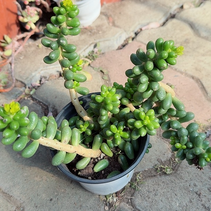 绿龟之乱多肉植物