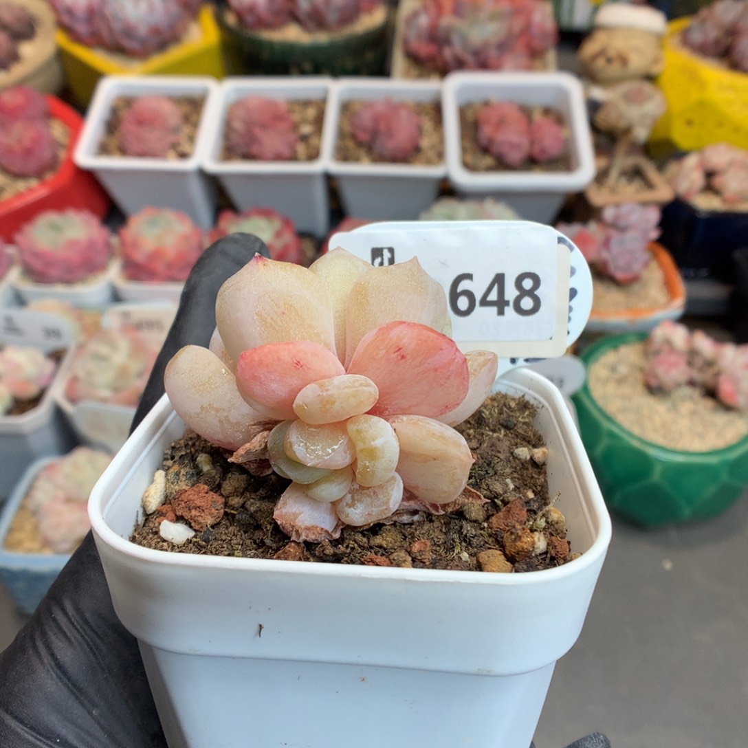 648 糖心石化多肉