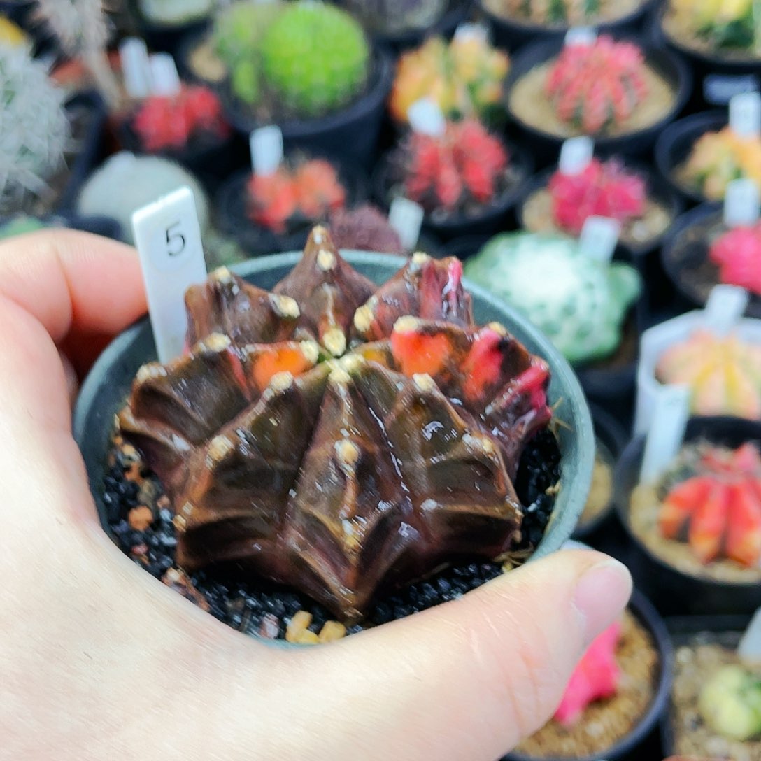 非偏远地区满25包邮发货仙人球