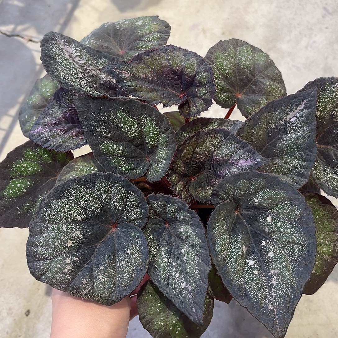 无花朵蓝色多瑙河带保温
