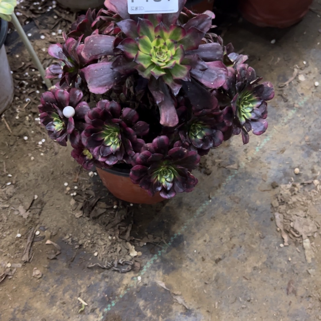 181美姬多肉植物法师