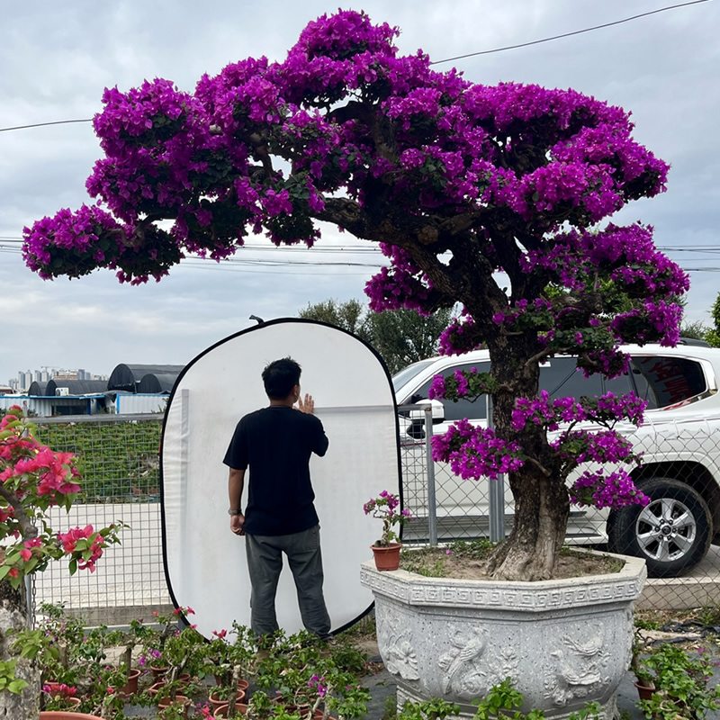 大型精品老桩三角梅盆景 别墅庭院植物年功造型树