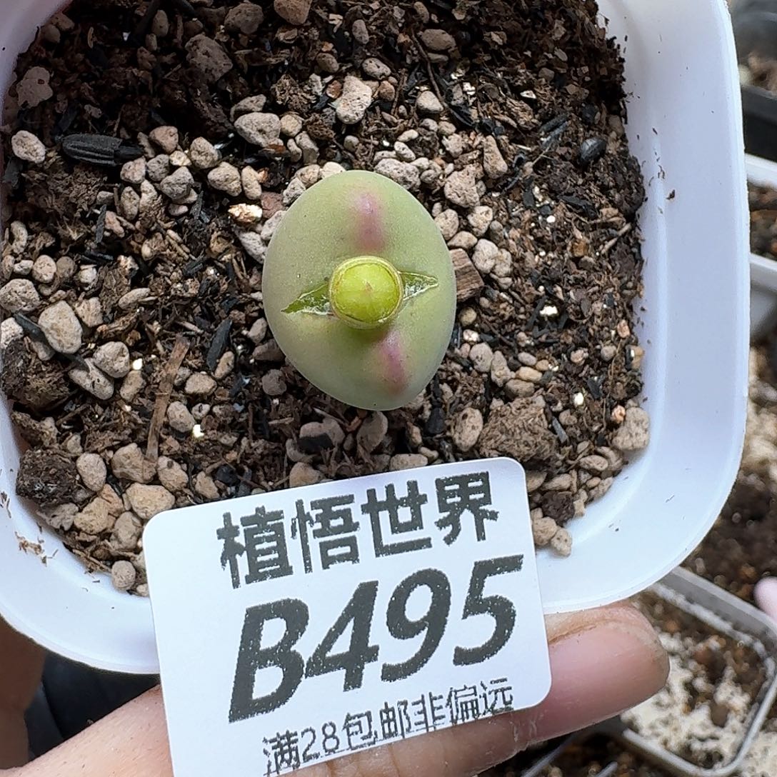 多肉植物的润泽fgh