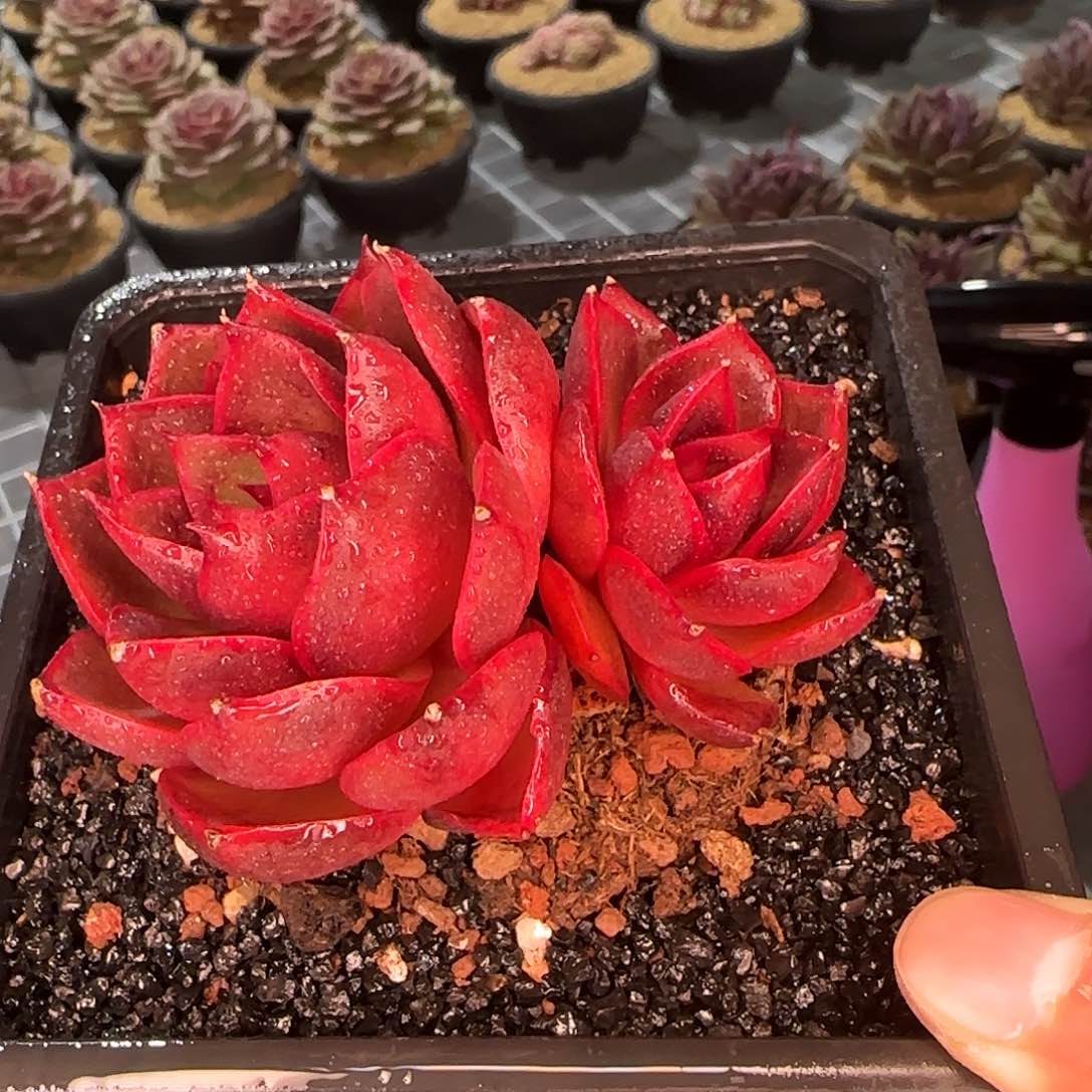 从前慢花园精选红灯双头