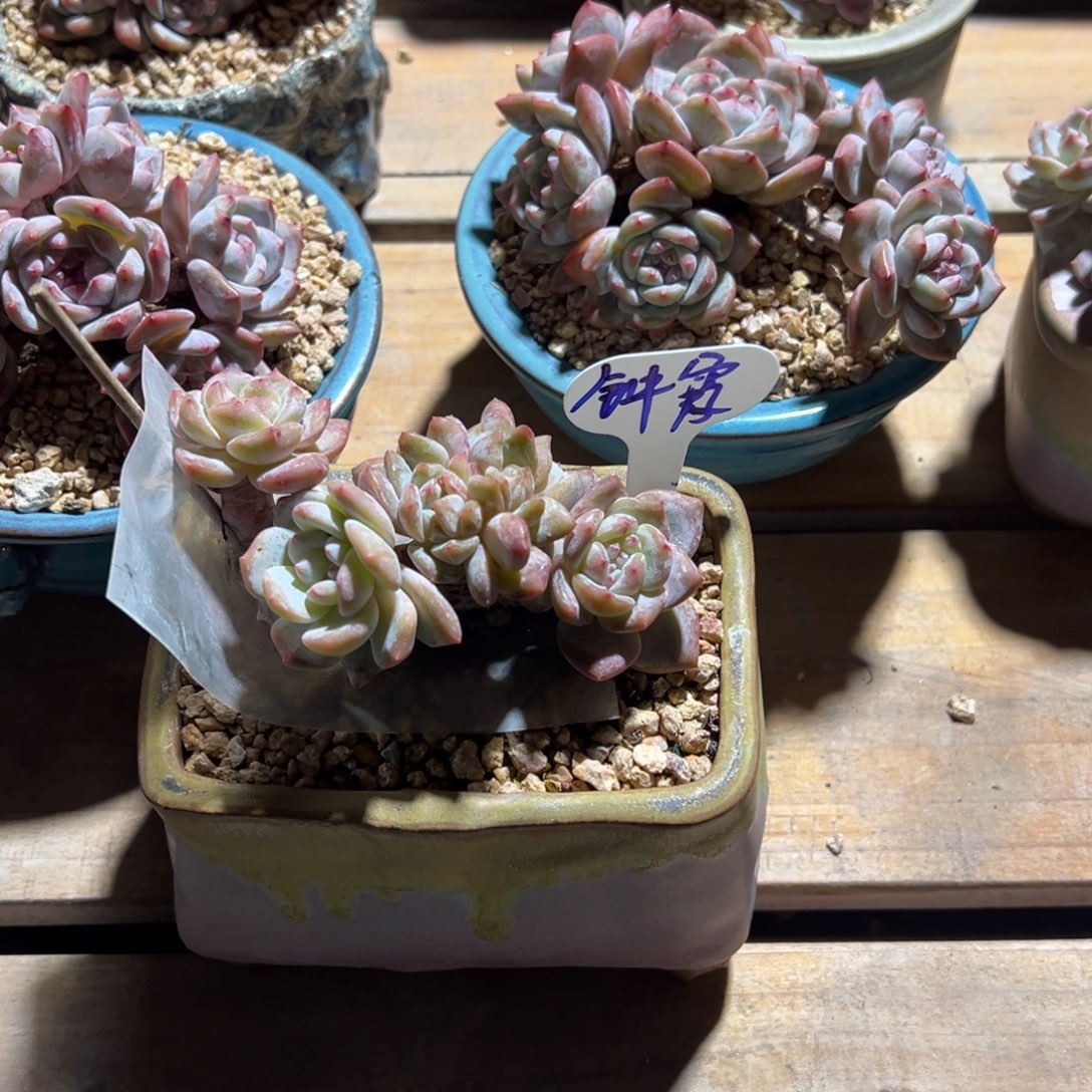 枫***幕钟霞拍梦露朵朵寄养带盆