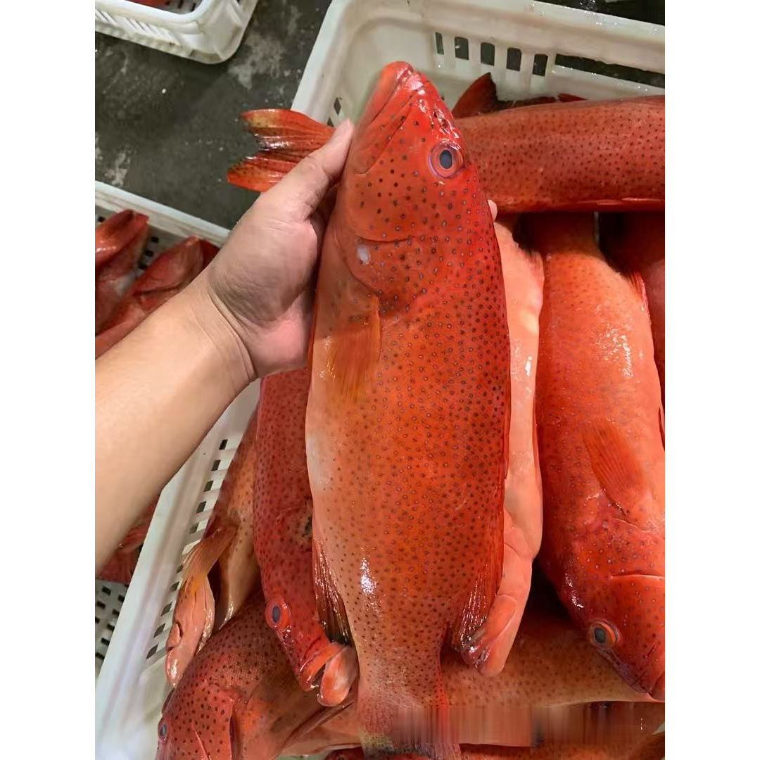 IQF活冻锁鲜南海深海捕捞东星斑宴席级珍馐