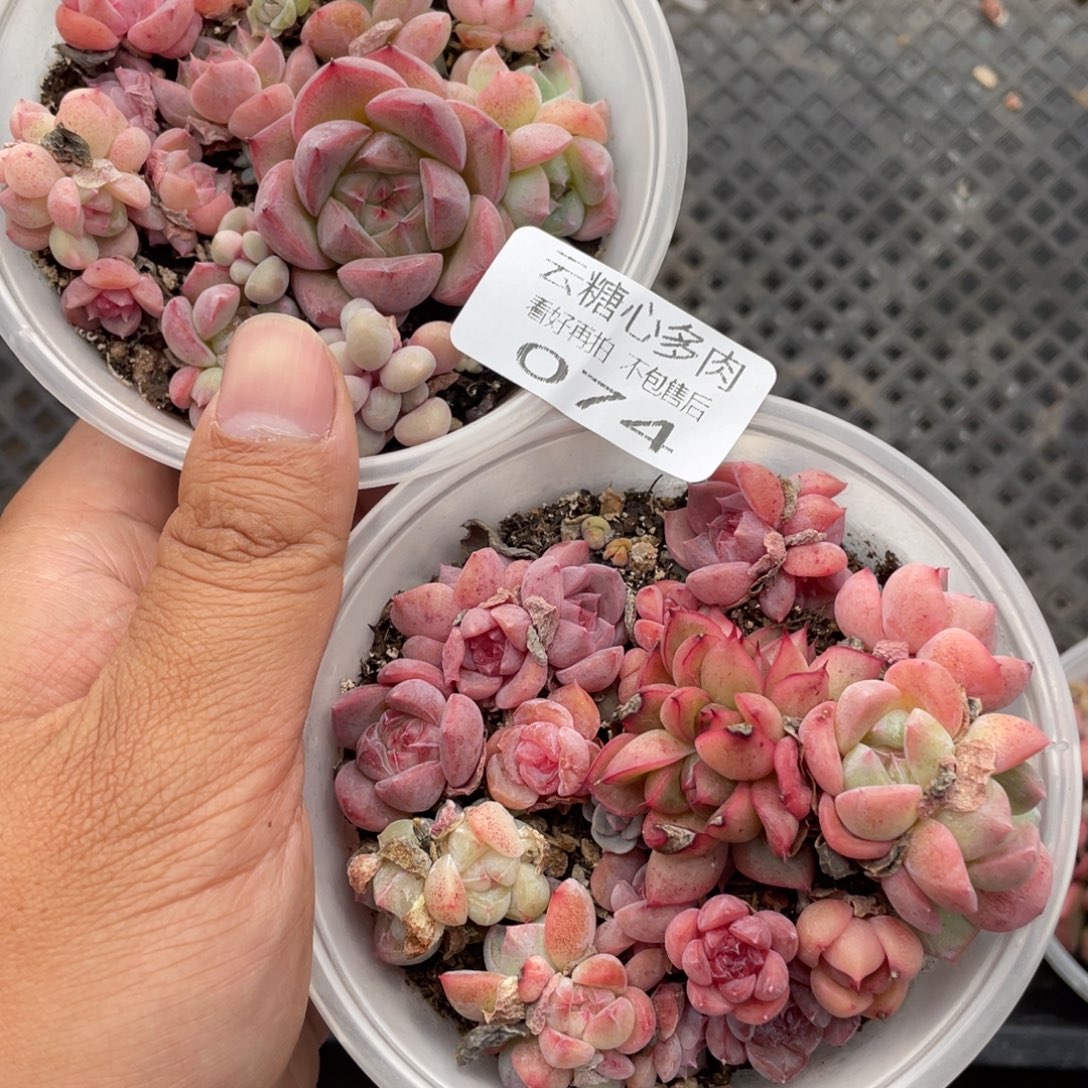 云糖心多肉植物74