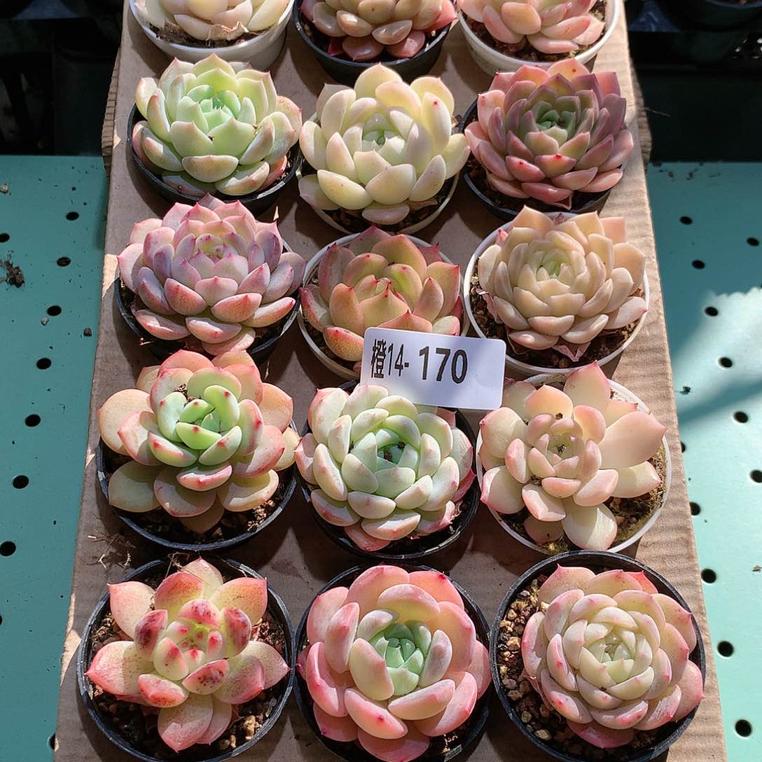 14-170一物一拍带盆18颗。