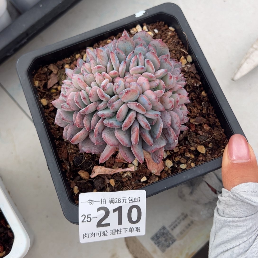 琥珀缀多肉多肉多肉