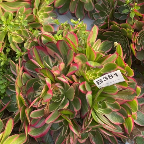 多肉植物粉花妖绣球