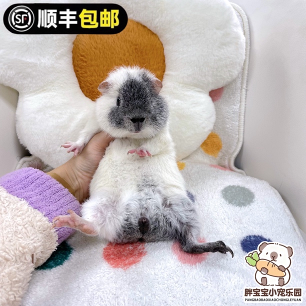 繁育级面具雕灰美泰弟弟 活体豚鼠