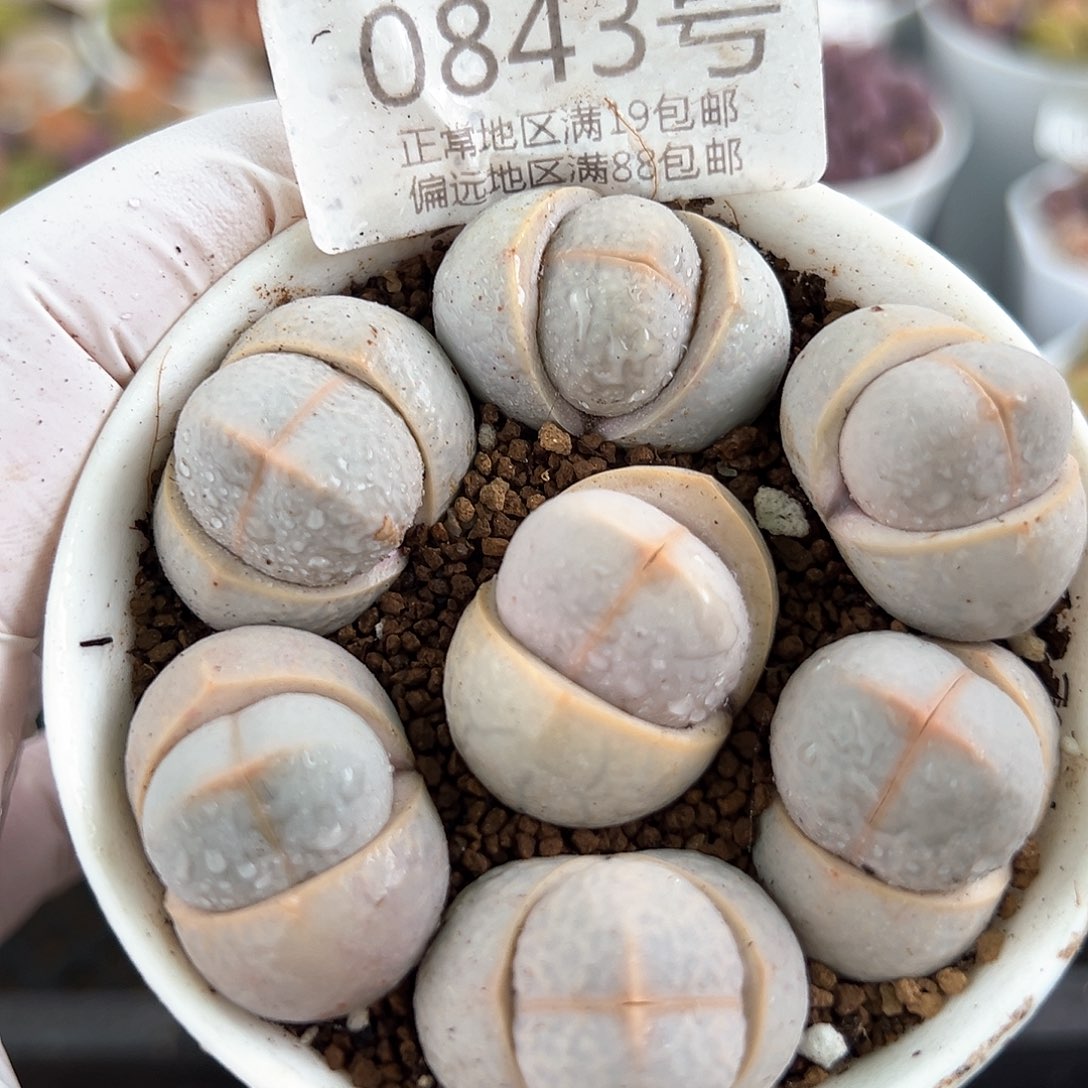 好养易活生石花大母本0843