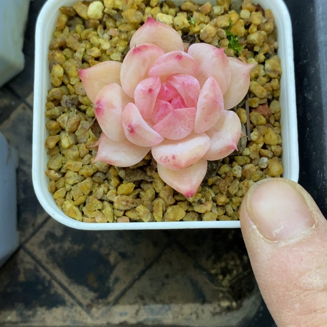 精品多肉一物一拍不包整241