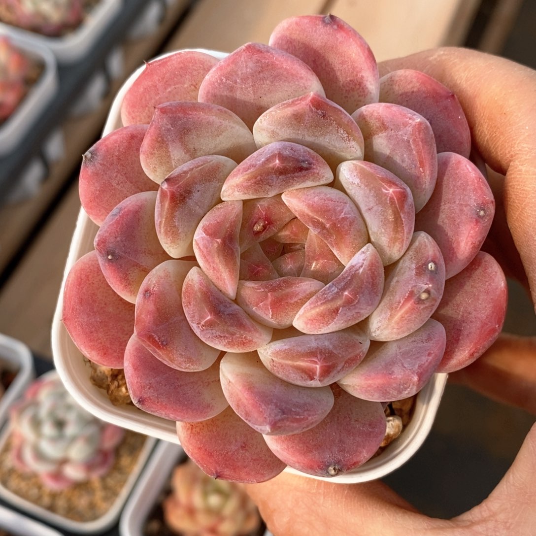 精品多肉一物一拍不包整338