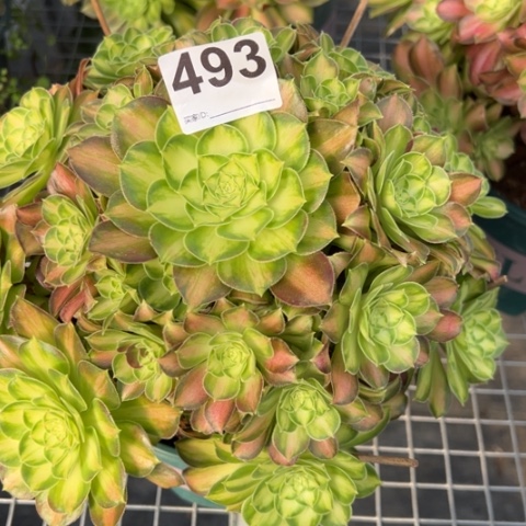 493韶华25厘米左右