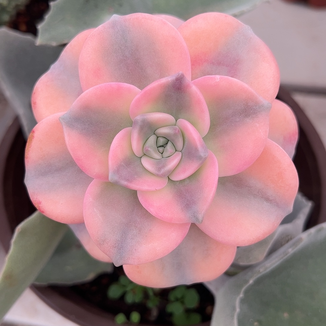 满38包邮紫乐锦嫁接