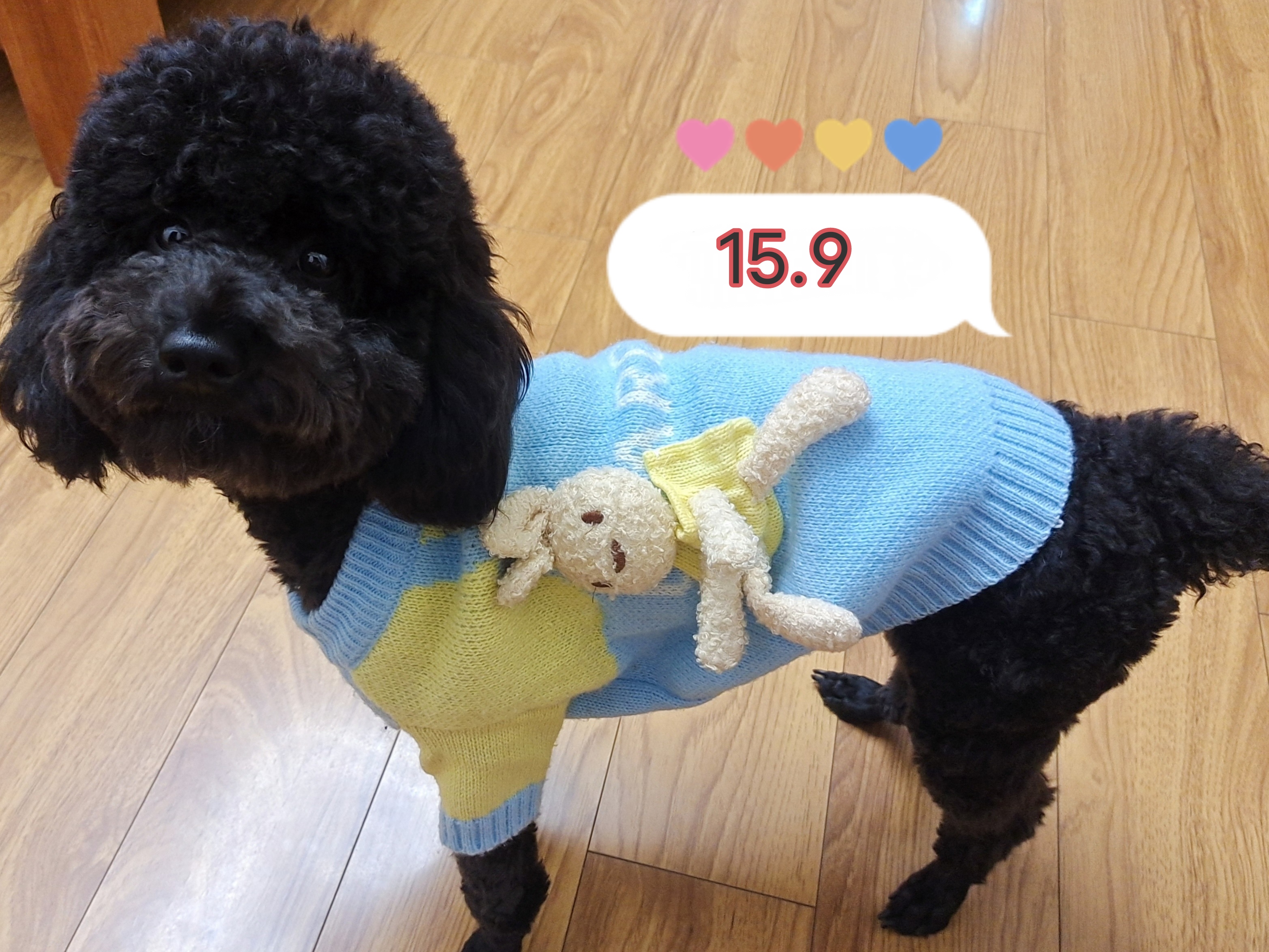 宠物衣服拍5号微瑕品不退不换