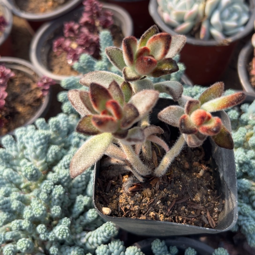 多肉植物孙悟空老庄