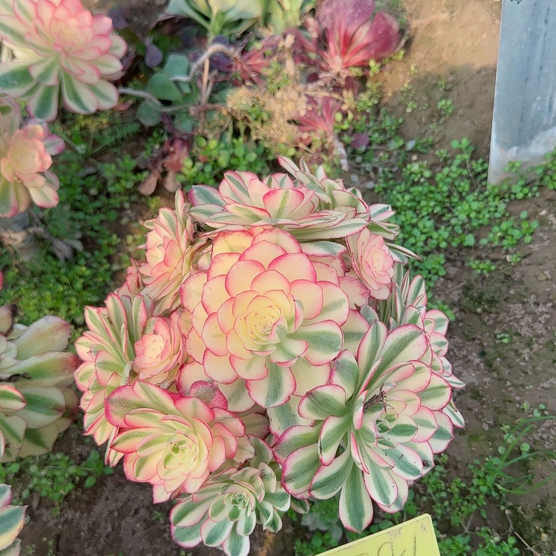 2-381---多头多肉植物