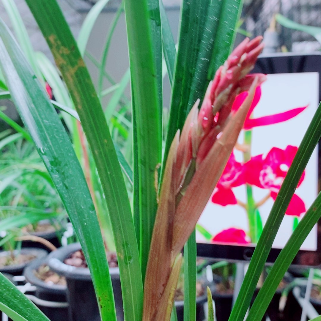 当前无花栽培后可以开花