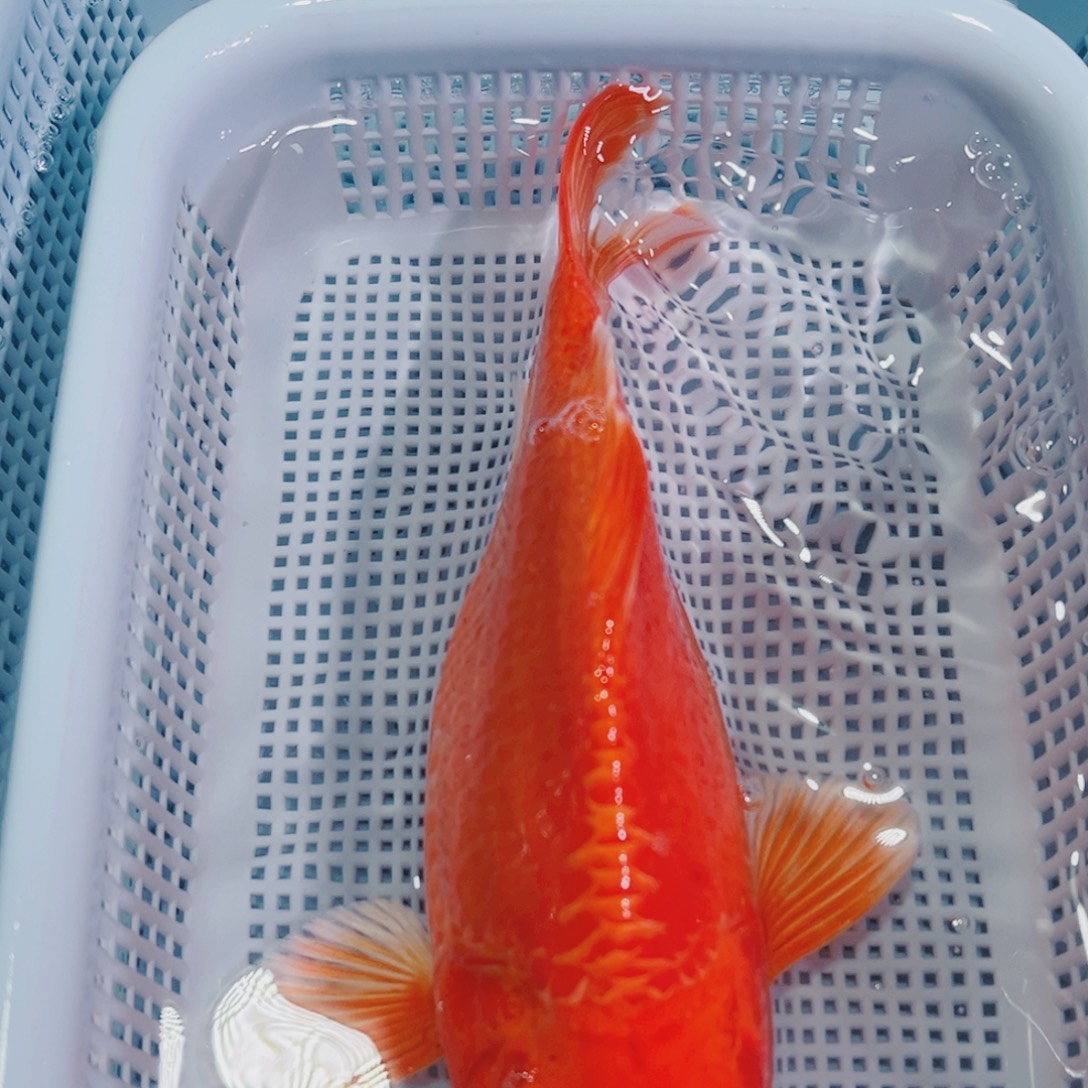 锦鲤锦鲤冷水鱼观赏134