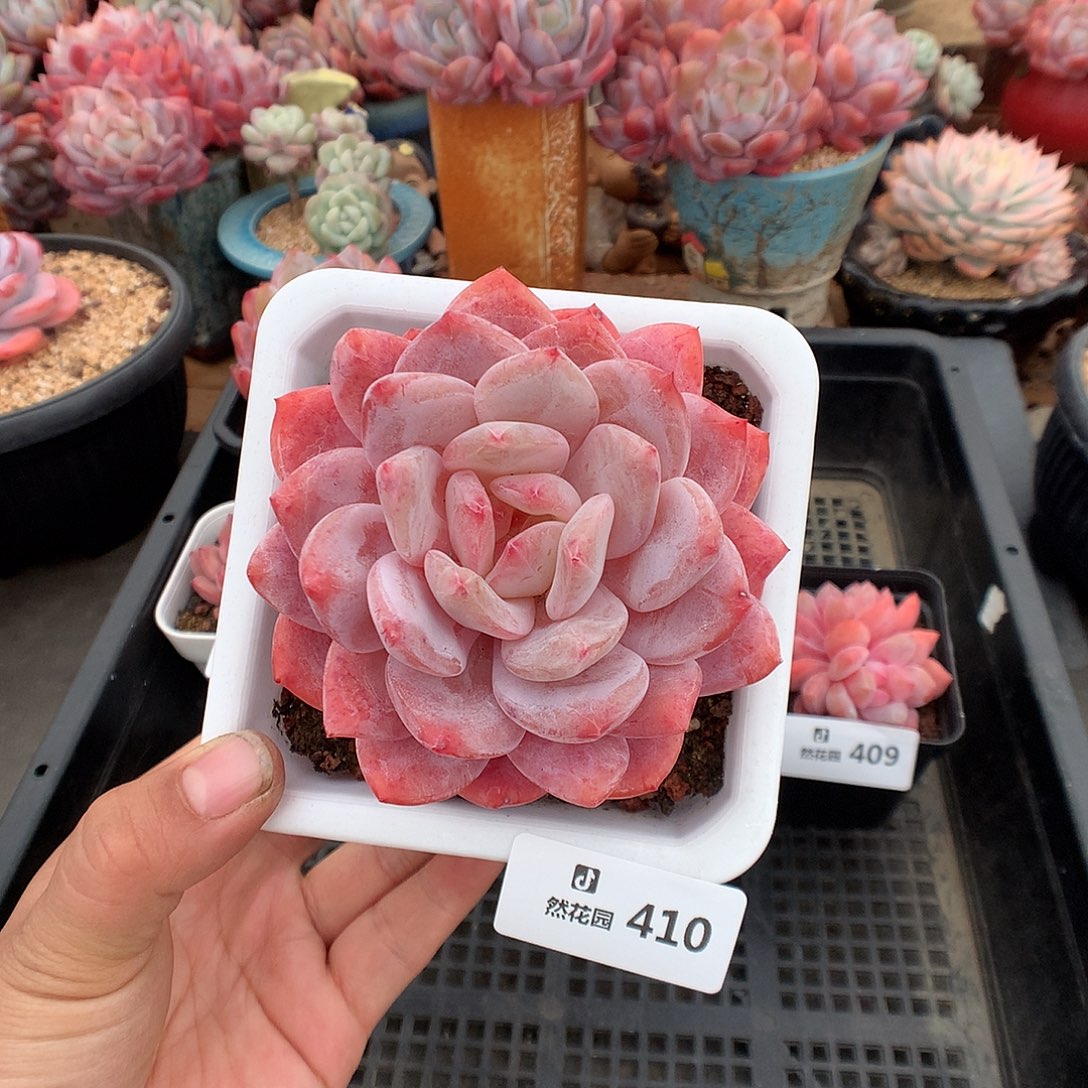 410雪天使多肉植物666