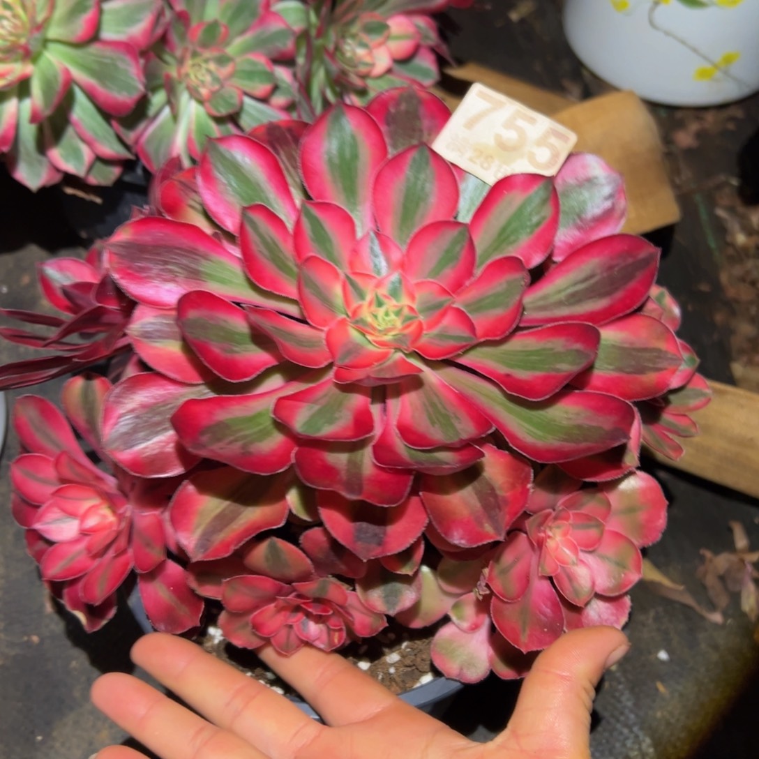 曾***往多肉植物755爱丽丝