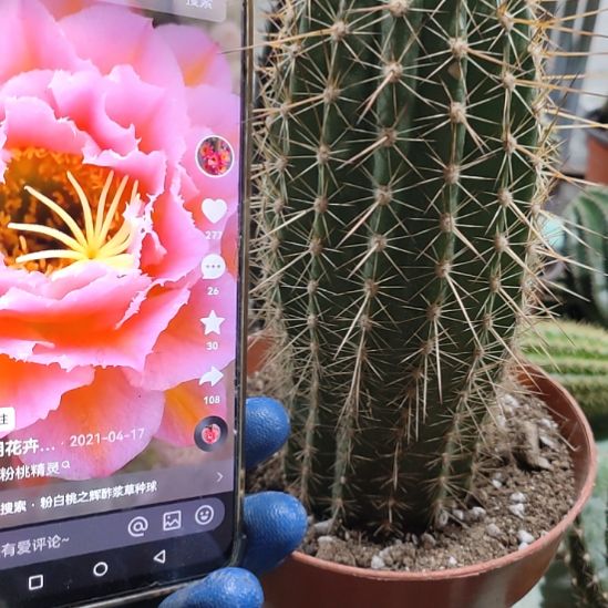 仙人球毛花柱粉桃精灵带根高度20