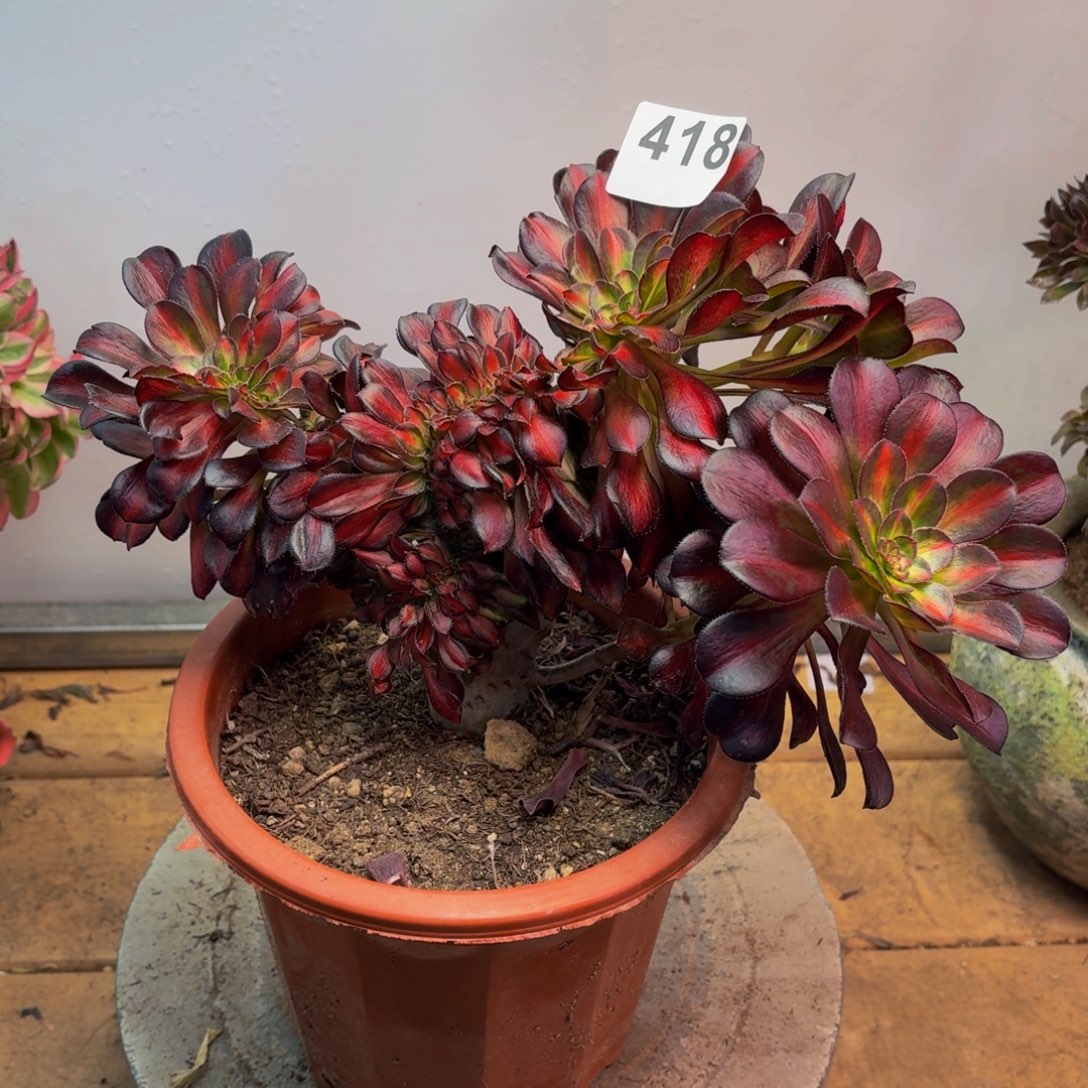 多肉法师晚霞缀418