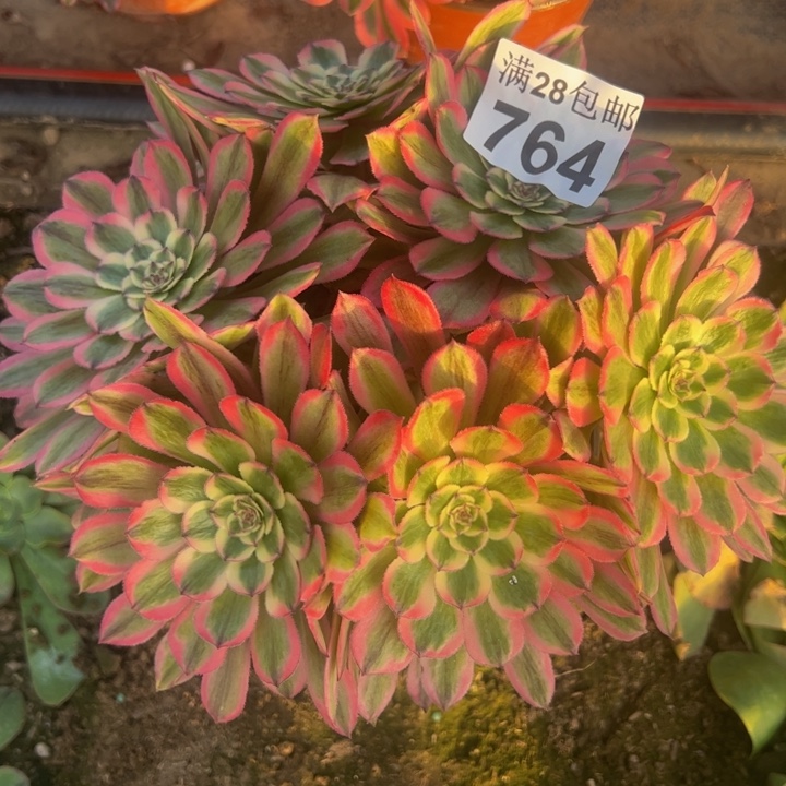 764粉钻多肉植物