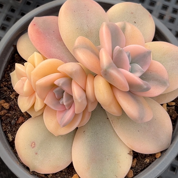 粉紫乐锦一颗价格发货