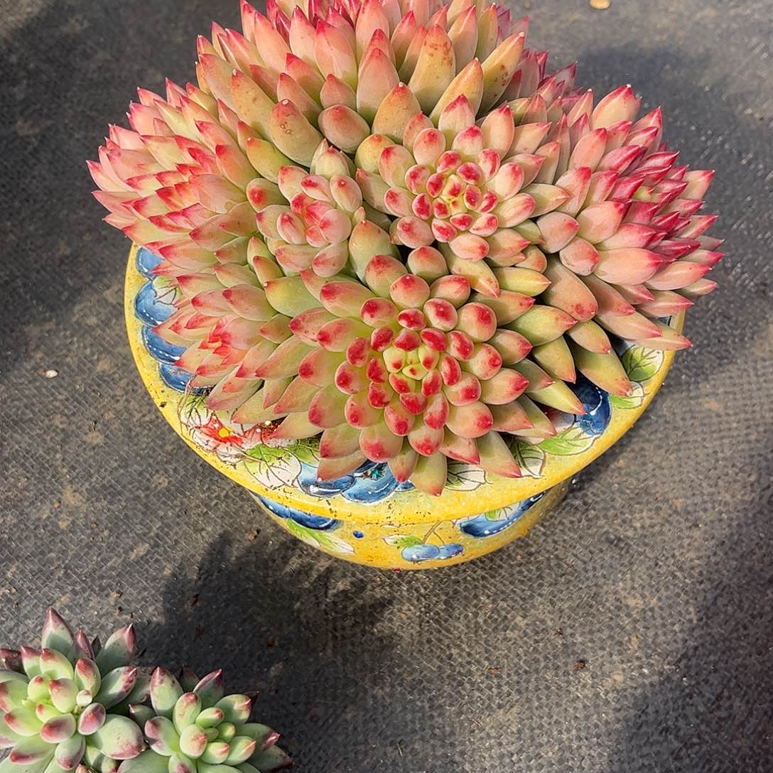 二代虞美人模特。               