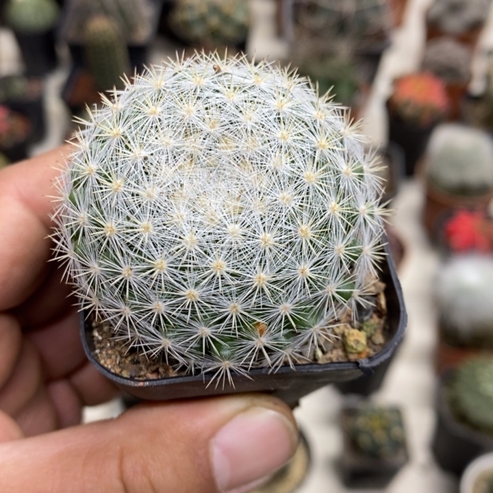 实生满月特价福利