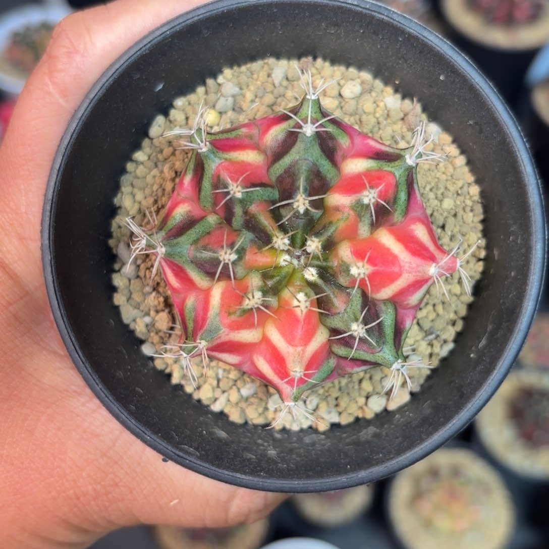 泰系实生米哈仙人球28