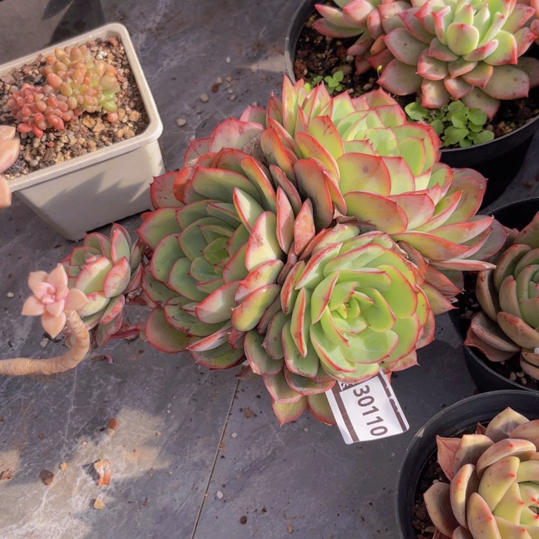 牡丹亭多肉植物30110