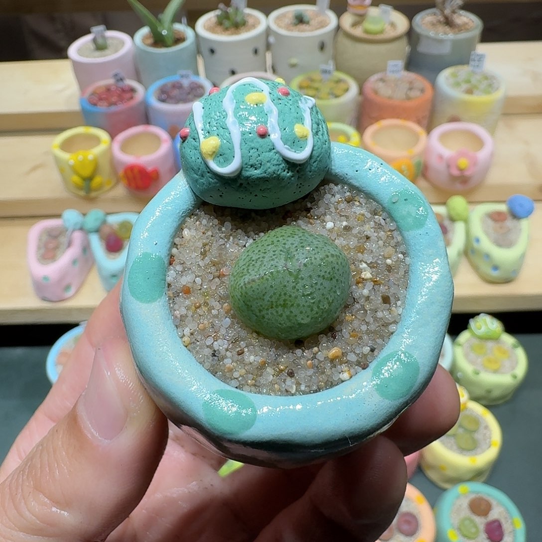 红陶蘑菇262少将