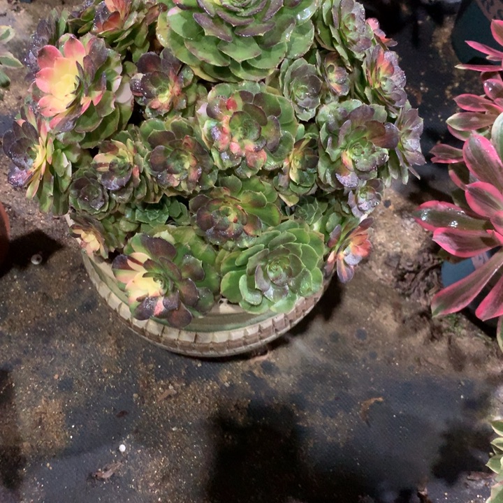 冰***啡258海王七彩多肉植物特价